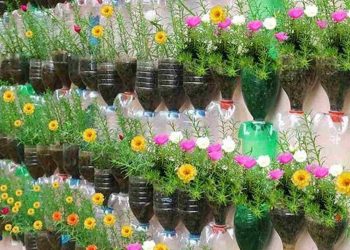 Chọn đất trồng phù hợp cho hoa mười giờ