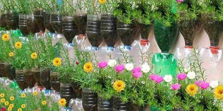 Chọn đất trồng phù hợp cho hoa mười giờ