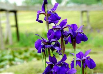 Chọn giống hoa Diên Vĩ phù hợp là một trong những công việc quan trọng