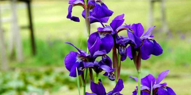 Chọn giống hoa Diên Vĩ phù hợp là một trong những công việc quan trọng