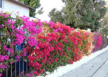 trồng hoa giấy trước nhà có tốt không