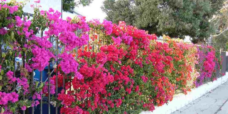 trồng hoa giấy trước nhà có tốt không