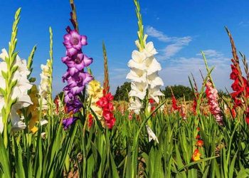 Cách chăm sóc hoa lay ơn