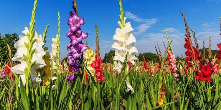 Cách chăm sóc hoa lay ơn