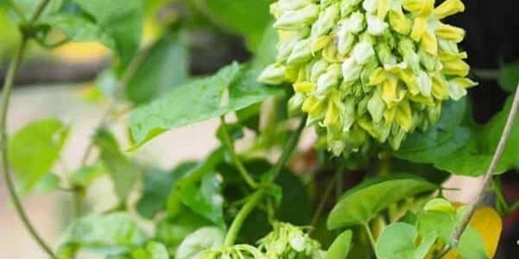 Bón phân cho hoa thiên lý