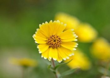 Bạn có thể trang trí Hoa Cúc Vàng ở bất kỳ nơi nào