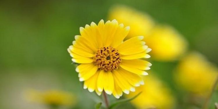 Bạn có thể trang trí Hoa Cúc Vàng ở bất kỳ nơi nào