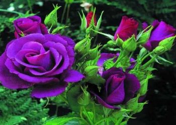 Hoa hồng tím biểu tượng tình yêu