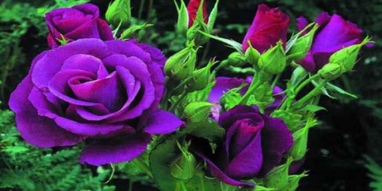 Hoa hồng tím biểu tượng tình yêu