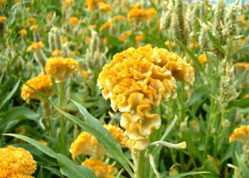 Tặng hoa mào gà thể hiện tình yêu thương