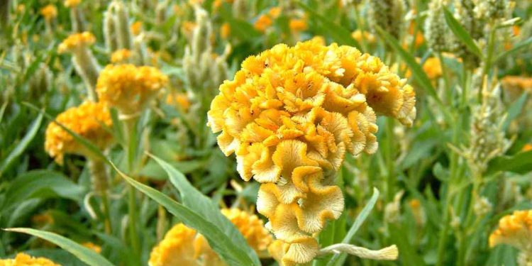 Tặng hoa mào gà thể hiện tình yêu thương