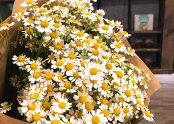 Ý nghĩa của hoa cúc Tana