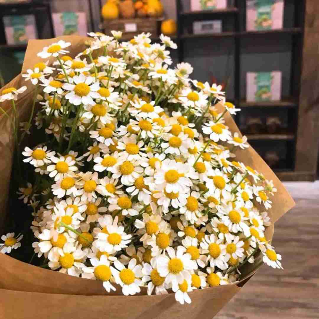 Ý nghĩa của hoa cúc Tana