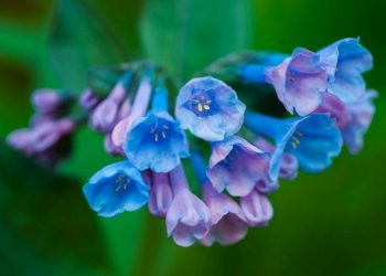 Hoa Chuông là một trong những biểu tượng của Việt Nam