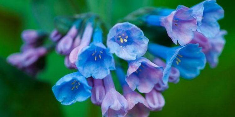 Hoa Chuông là một trong những biểu tượng của Việt Nam