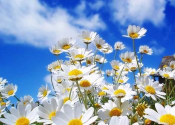 Hoa Cúc Hoa Mi có nhiều ý nghĩa khác nhau.