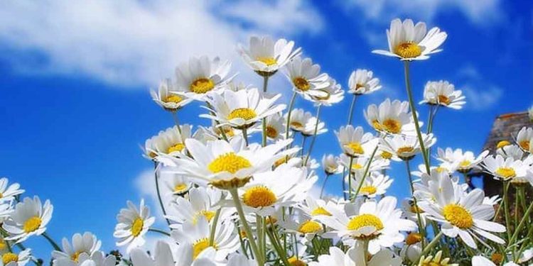 Hoa Cúc Hoa Mi có nhiều ý nghĩa khác nhau.