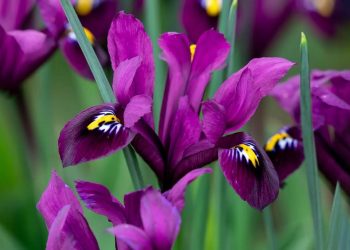 Loài hoa diên vĩ là một loại hoa được ưa chuộng trong văn hóa Việt Nam