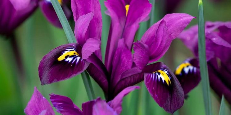 Loài hoa diên vĩ là một loại hoa được ưa chuộng trong văn hóa Việt Nam