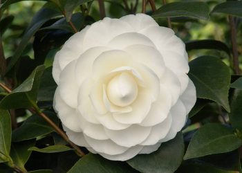 Hoa Hải Đường Trắng là một loại trái cây nổi tiếng