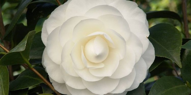 Hoa Hải Đường Trắng là một loại trái cây nổi tiếng