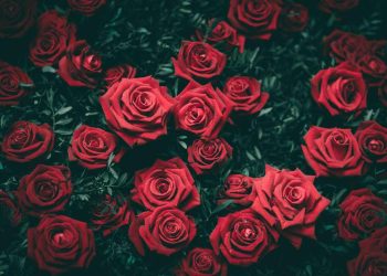 Ý nghĩa của màu sắc của hoa hồng