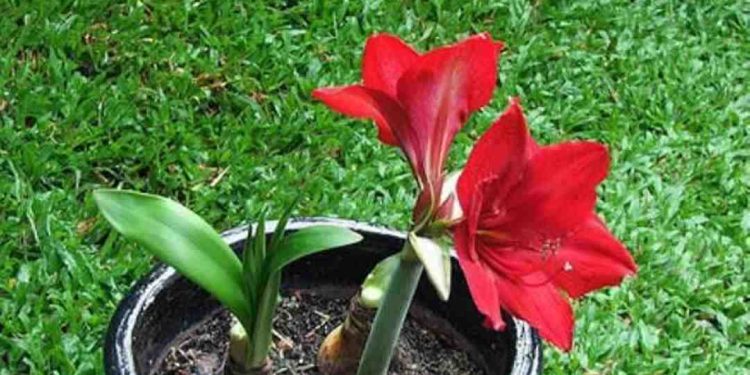 Hoa Huệ màu đỏ