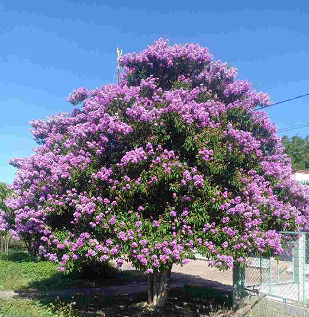 Sự tích hoa bằng lăng