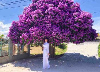 Hoa bằng lăng gắn liền với tuổi học trò