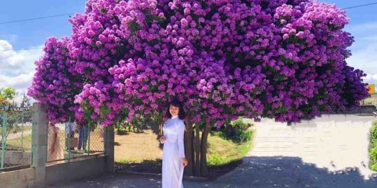 Hoa bằng lăng gắn liền với tuổi học trò