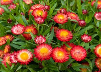 Đôi nét về hoa bất tử