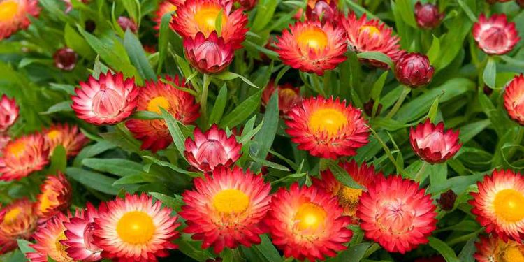 Đôi nét về hoa bất tử