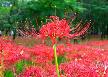 Hoa bỉ ngạn có nguồn gốc từ Trung Quốc và Nhật Bản