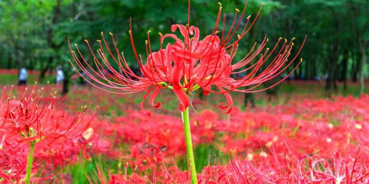 Hoa bỉ ngạn có nguồn gốc từ Trung Quốc và Nhật Bản