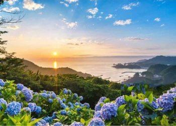 Khung cảnh nên thơ với hoa cẩm tú cầu