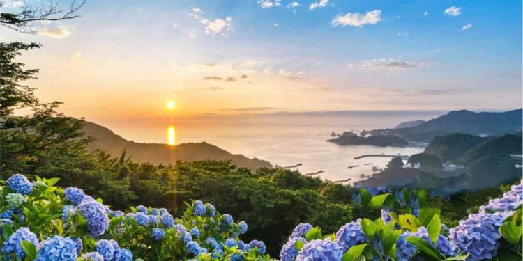 Khung cảnh nên thơ với hoa cẩm tú cầu