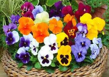 So sanh các ý nghĩa của màu sắc hoa cánh bướm