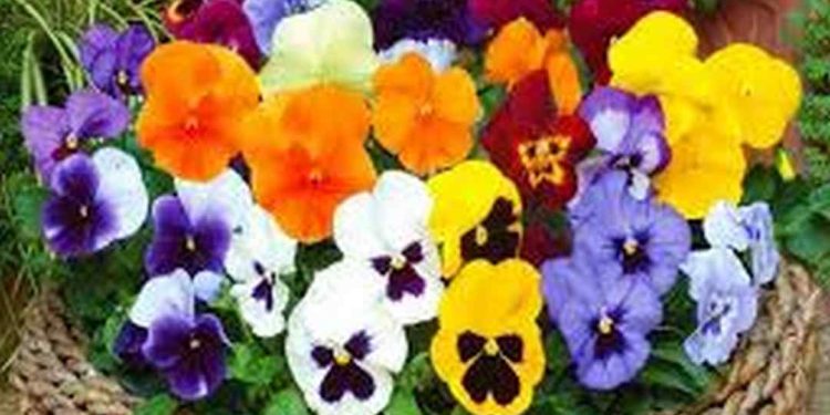 So sanh các ý nghĩa của màu sắc hoa cánh bướm