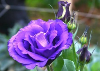 Hoa cát tường tím tượng trưng cho tình yêu chúng thủy và hạnh phúc viên mãn.