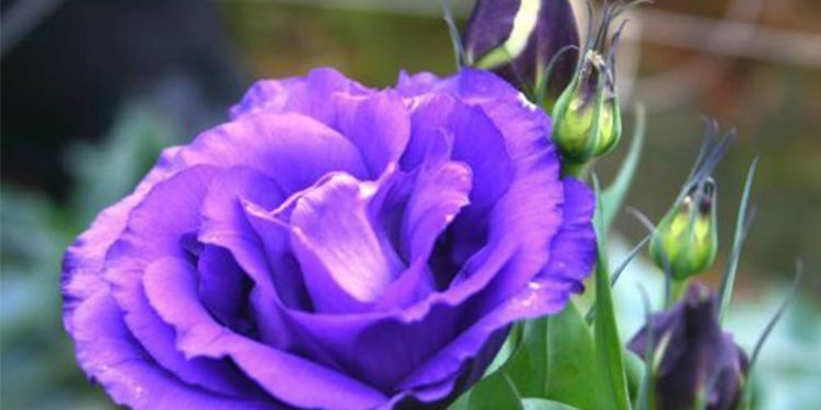 Hoa cát tường tím tượng trưng cho tình yêu chúng thủy và hạnh phúc viên mãn.