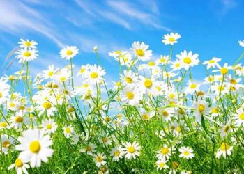 Hoa Cúc Dại có màu sắc rực rỡ và đa dạng.