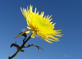 Ý Nghĩa Của Hoa Cúc Vàng Trong Thế Giới Đồ Họa