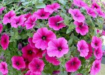 Ý nghĩa tác dụng của Hoa dạ yến thảo