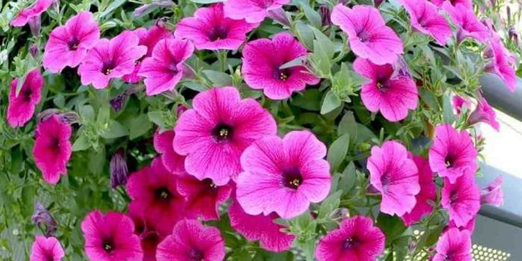 Ý nghĩa tác dụng của Hoa dạ yến thảo