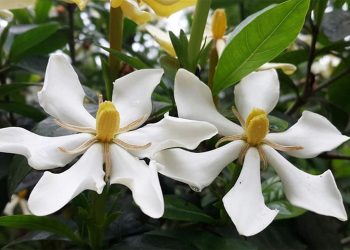 Hoa Dành Dành nói lên sự thẹn thùng, e ấp trong tình yêu