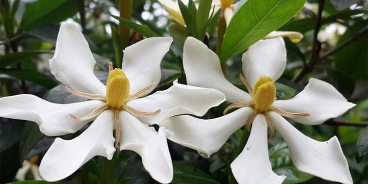 Hoa Dành Dành nói lên sự thẹn thùng, e ấp trong tình yêu