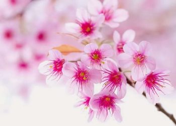 Hoa mang ý nghĩa cho tình bạn thân thiết