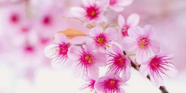 Hoa mang ý nghĩa cho tình bạn thân thiết