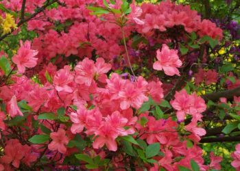 Một số tên gọi khác của hoa đỗ quyên