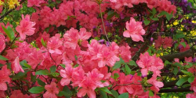 Một số tên gọi khác của hoa đỗ quyên